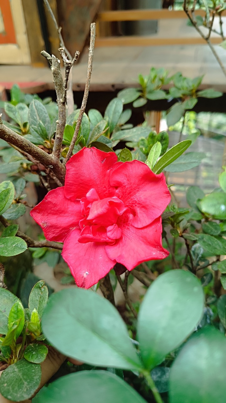 IMG_20250207_143058 Large