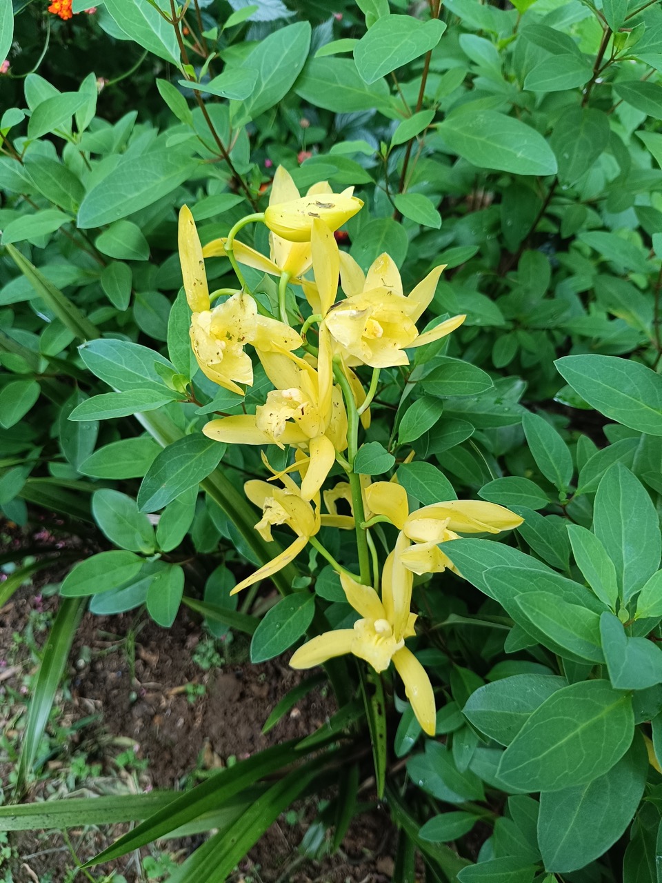 IMG_20250217_135305 Large